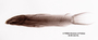 Astroblepus cyclopus santanderensis FMNH 58433 lecto lat x